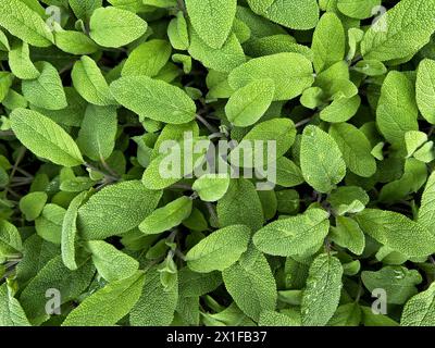 Sauge, Salvia officinalis, ou la sauge commune Banque D'Images