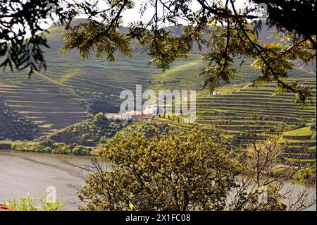 Vue panoramique sur les collines en terrasses dans la région viticole le long du fleuve Douro au Portugal, Europe Banque D'Images