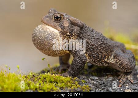 Gros plan horizontal du crapaud d'Amérique de l'est (Bufo americanus) assis sur le côté de l'étang Banque D'Images