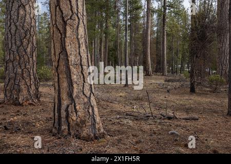 Belle forêt de pins ponderosa avec son puzzle texturé comme l'écorce dans les cascades du sud de l'Oregon. Banque D'Images