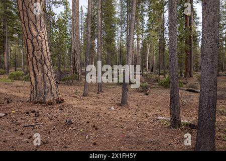 Belle forêt de pins ponderosa avec son puzzle texturé comme l'écorce dans les cascades du sud de l'Oregon. Banque D'Images