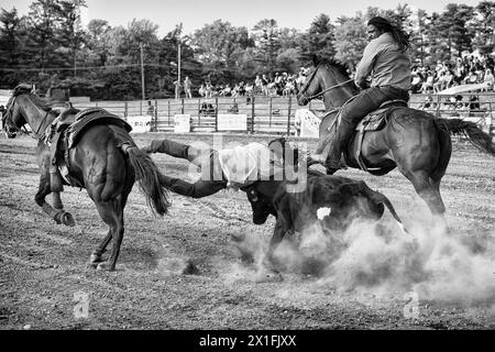 Bellville, Michigan, États-Unis. 10 juin 2023. L'ancien joueur de la NFL ROBERT HUGHES et maintenant concurrent de cow-boy noir (R) joue le rôle de pick-up dans la compétition de steer Wrestling lors du rodéo sur invitation du Midwest au Wayne County Fairgrounds à Bellville. (Crédit image : © Brian Branch Price/ZUMA Press Wire) USAGE ÉDITORIAL SEULEMENT! Non destiné à UN USAGE commercial ! Banque D'Images