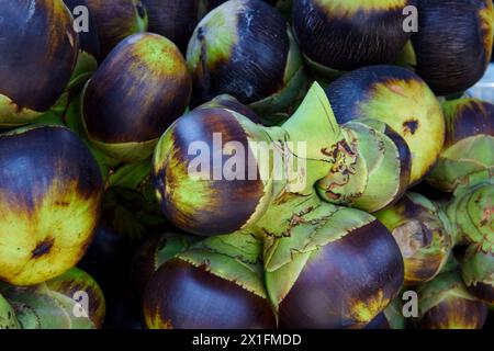 Bouquet de palmiers mûrs ou fruits de palmiers toddy Banque D'Images