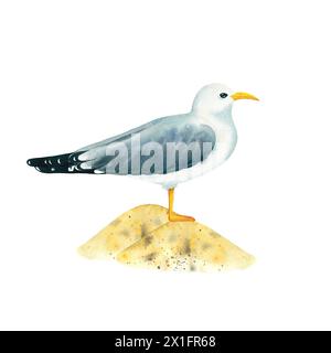 Mouette grise debout sur une dune de sable isolée sur fond blanc. Aquarelle goélette debout sur ses pieds. Aquarelle oiseau sauvage. Art de plage sur le Banque D'Images