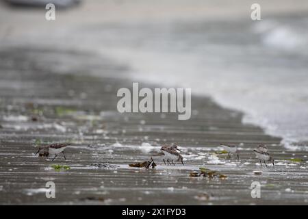 Pieux de sable de l'Ouest, Calidris mauri, pataugant le long d'un rivage désert à la recherche de nourriture, près de McMicking Inlet, centre de la Colombie-Britannique, Canada Banque D'Images