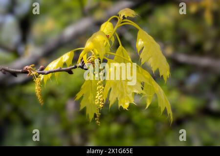 Gros plan de nouvelles feuilles de Quercus rubra 'Aurea' dans un jardin au printemps Banque D'Images