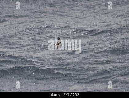 Pétrel de Wilson (Oceanites aceanicus), en vol dans l'océan Austral, Antarctique, janvier 2024 Banque D'Images