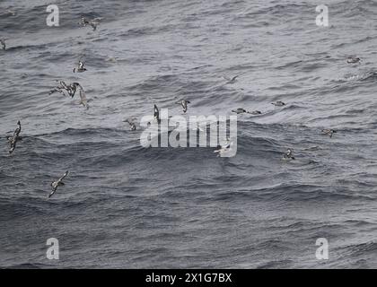 Petrel Cape (Daption capense) et Fulmar Southern (Fulmaris glacialoides) en mer dans le passage de Drake, Océan Austral, janvier 2024. Banque D'Images