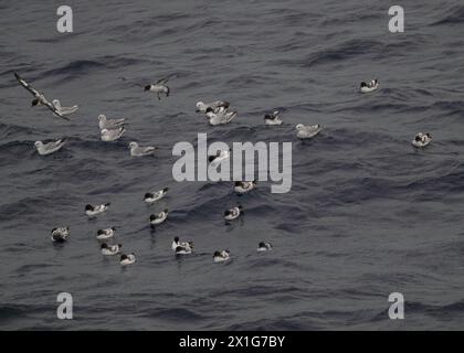 Petrel Cape (Daption capense) et Fulmar Southern (Fulmaris glacialoides) en mer dans le passage de Drake, Océan Austral, janvier 2024. Banque D'Images