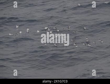 Petrel Cape (Daption capense) et Fulmar Southern (Fulmaris glacialoides) en mer dans le passage de Drake, Océan Austral, janvier 2024. Banque D'Images