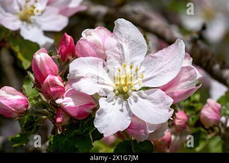 Ouvrez la fleur de pommier en gros plan avec du pistil, encadrée de bourgeons roses Banque D'Images