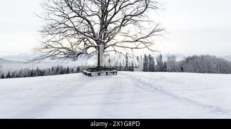 WAN lumière du soleil tombant à travers les branches d'un arbre de chaux bien connu à la montagne Plainberg près de Salzbourg, Autriche, le 2 décembre 2009. - 20091221 PD2476 - Rechteinfo : droits gérés (RM) Banque D'Images