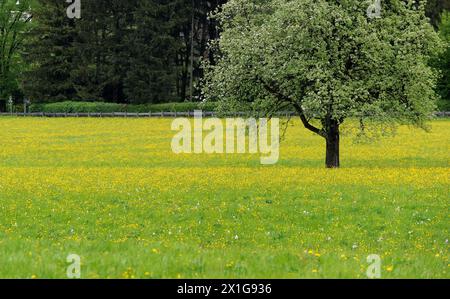 APA2238380 - 30042010 - ST.JAKOB AM THURN - Autriche : Feature - printemps, arbre en fleurs entouré de fleurs jaunes photographié le vendredi 30 avril 2010.APA-PHOTO : BARBARA GINDL - 20100430 PD0516 - Rechteinfo : droits gérés (RM) Banque D'Images