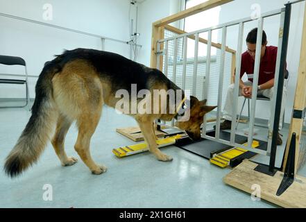 Vienne - The Clever Dog Lab est une société scientifique liée à l'unité de cognition comparée de l'Institut de recherche Messerli (Université de médecine vétérinaire, Université de médecine de Vienne, Université de Vienne). Grâce à leurs études, ils essaient d'en savoir plus sur les capacités de résolution de problèmes et d'apprentissage des chiens, et sur leur perception de l'environnement et leurs relations avec nous humains. PHOTO : tests de chiens - 20120903 PD0879 - Rechteinfo : droits gérés (RM) Banque D'Images