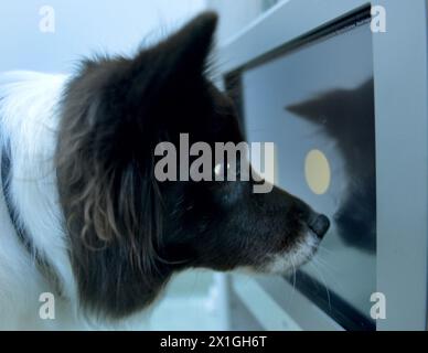 Vienne - The Clever Dog Lab est une société scientifique liée à l'unité de cognition comparée de l'Institut de recherche Messerli (Université de médecine vétérinaire, Université de médecine de Vienne, Université de Vienne). Grâce à leurs études, ils essaient d'en savoir plus sur les capacités de résolution de problèmes et d'apprentissage des chiens, et sur leur perception de l'environnement et leurs relations avec nous humains. PHOTO : tests de chiens - 20120903 PD0870 - Rechteinfo : droits gérés (RM) Banque D'Images