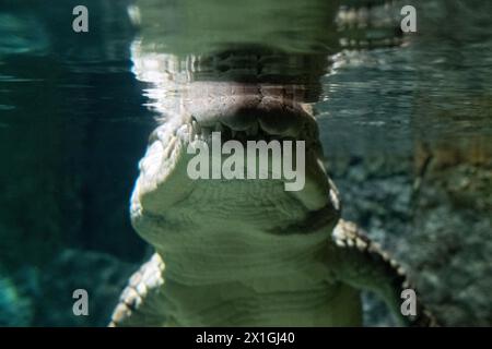 Vue sous-marine d'un crocodile du désert, Crocodylus suchus, à AQUATIS Aquarium-Vivarium, un musée vivant sur le thème de l'eau douce comprenant un aquari Banque D'Images