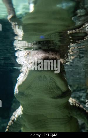 Vue sous-marine d'un crocodile du désert, Crocodylus suchus, à AQUATIS Aquarium-Vivarium, un musée vivant sur le thème de l'eau douce comprenant un aquari Banque D'Images