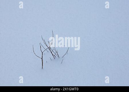 Petites brindilles d'arbre dépassant de la surface du sol couvert de neige en hiver. Banque D'Images