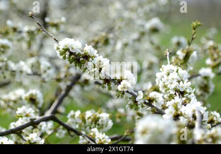 Reportage sur les thèmes du printemps/floraison des abricotiers/floraison des arbres, photographié dans la région de Wachau en basse-Autriche, 01 avril 2014. - 20140401 PD1553 - Rechteinfo : droits gérés (RM) Banque D'Images