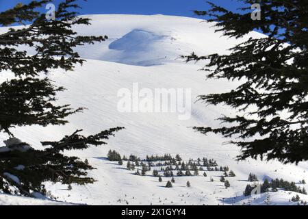 Un bosquet de yound cèdres dans la neige, Liban. Banque D'Images