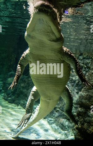 Vue sous-marine d'un crocodile du désert, Crocodylus suchus, à AQUATIS Aquarium-Vivarium, un musée vivant sur le thème de l'eau douce comprenant un aquari Banque D'Images