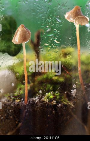 Un terrarium avec deux champignons poussant à l'intérieur avec de l'eau pulvérisée dessus. Banque D'Images