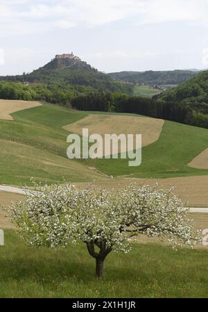 Autriche - article sur le thème Styrie. Photo prise le 27 avril 2015. La Styrie est un état ou Bundesland, situé dans le sud-est de l'Autriche. En superficie, il est le deuxième plus grand des neuf états fédérés autrichiens. PHOTO : arbre en fleurs devant le Riegersburg. Le château de Riegersburg est un château médiéval situé sur un volcan endormi au-dessus de la ville de Riegersburg. Le château appartient à la famille princière du Liechtenstein et abrite un musée avec des expositions changeantes. Château de Riegersburg est situé à une hauteur de 450 M. - 20150427 PD10751 - Rechteinfo : droits gérés (RM) Banque D'Images