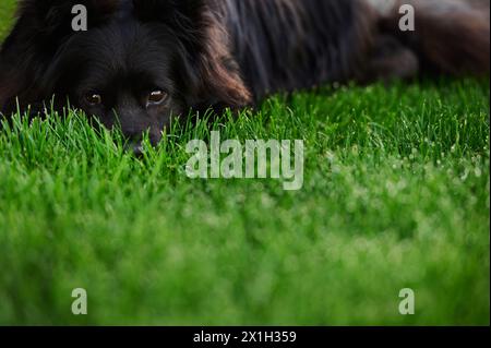 Yeux bruns d'un chien noir couché sur de l'herbe verte fraîche Banque D'Images