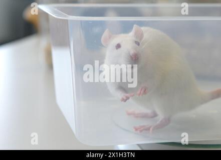 Feature - expérimentation animale - à l'Université de médecine vétérinaire de Vienne le 13 octobre 2015. PHOTO : rat de laboratoire dans un bol en plastique - 20151013 PD18191 - Rechteinfo : droits gérés (RM) Banque D'Images