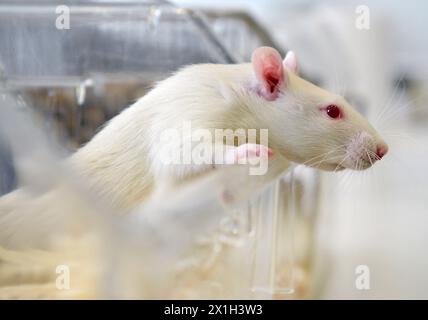 Feature - expérimentation animale - à l'Université de médecine vétérinaire de Vienne le 13 octobre 2015. PHOTO : rat de laboratoire - 20151013 PD18198 - Rechteinfo : droits gérés (RM) Banque D'Images