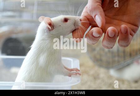 Feature - expérimentation animale - à l'Université de médecine vétérinaire de Vienne le 13 octobre 2015. PHOTO : rat de laboratoire pour animaux de compagnie - 20151013 PD18192 - Rechteinfo : droits gérés (RM) Banque D'Images