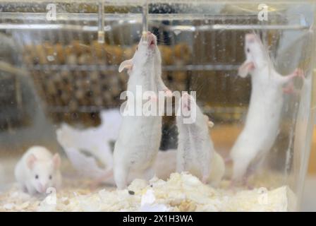 Feature - expérimentation animale - à l'Université de médecine vétérinaire de Vienne le 13 octobre 2015. PHOTO : rats de laboratoire - 20151013 PD18195 - Rechteinfo : droits gérés (RM) Banque D'Images