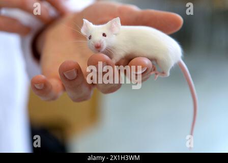 Feature - expérimentation animale - à l'Université de médecine vétérinaire de Vienne le 13 octobre 2015. PHOTO : rat de laboratoire - 20151013 PD18196 - Rechteinfo : droits gérés (RM) Banque D'Images