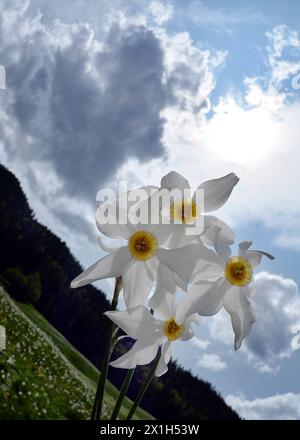Dans Ausseerland - Salzkammergut, les narcissi en forme d'étoile blanche, sont en fleurs entre la mi-mai et la mi-juin, selon l'altitude. Narzissenfest, le plus grand festival de fleurs d'Autriche, a lieu à cette période chaque année. Le Narzissenfest aura lieu du 26 au 29 mai 2015. IMAGE : Narcissus, narcissi, - 20160523 PD2603 - Rechteinfo : droits gérés (RM) Banque D'Images