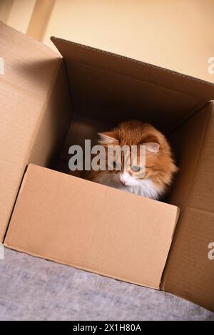 Un chat gingembre est assis dans une boîte en carton, son regard dirigé vers le bas. Banque D'Images