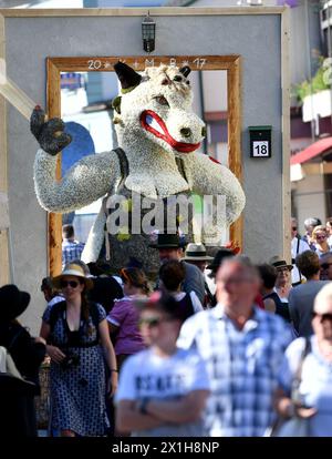 Dans Ausseerland - Salzkammergut, les narcissi en forme d'étoile blanche, sont en fleurs entre la mi-mai et la mi-juin, selon l'altitude. Narzissenfest, le plus grand festival de fleurs d'Autriche, a lieu à cette période chaque année. Le Narzissenfest aura lieu du 26 au 28 mai 2017. PHOTO : Autokorso (parade) - 20170528 PD0352 - Rechteinfo : droits gérés (RM) Banque D'Images