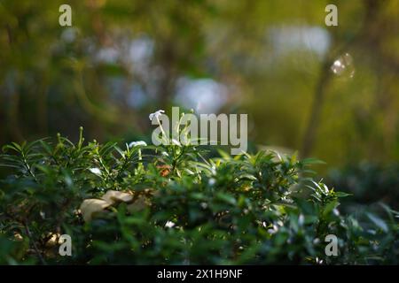 Feuillage avec de petites fleurs blanches exposées à la lumière du soleil sur un fond flou Banque D'Images