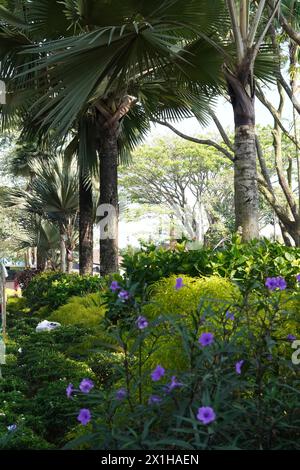 Grands palmiers avec des plantes luxuriantes Banque D'Images