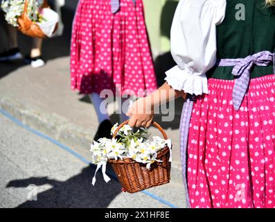 Dans Ausseerland - Salzkammergut, les narcissi en forme d'étoile blanche, sont en fleurs entre la mi-mai et la mi-juin, selon l'altitude. Narzissenfest, le plus grand festival de fleurs d'Autriche, a lieu à cette période chaque année. Le Narzissenfest aura lieu du 30 mai au 2 juin 2019. PHOTO : - 20190602 PD0748 - Rechteinfo : droits gérés (RM) Banque D'Images