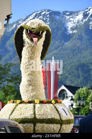Dans Ausseerland - Salzkammergut, les narcissi en forme d'étoile blanche, sont en fleurs entre la mi-mai et la mi-juin, selon l'altitude. Narzissenfest, le plus grand festival de fleurs d'Autriche, a lieu à cette période chaque année. Le Narzissenfest aura lieu du 30 mai au 2 juin 2019. PHOTO : - 20190602 PD0742 - Rechteinfo : droits gérés (RM) Banque D'Images