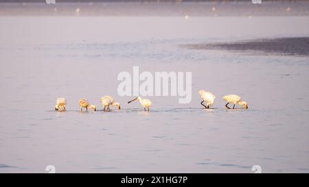 Group of seven white spoonbills foraging in shallow waters at low tide on the Wadden Sea near Den Oever, Netherlands Stock Photo