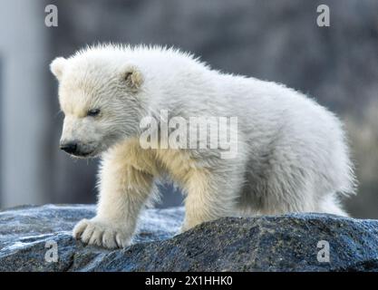 Un ourson polaire explore son enclos extérieur lors de sa première apparition publique au zoo Schoenbrunn de Vienne, Autriche, le 13 février 2020. L'ourson encore anonyme est né le 9 novembre 2019. - 20200213 PD1743 - Rechteinfo : droits gérés (RM) Banque D'Images