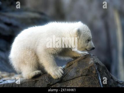 Un ourson polaire explore son enclos extérieur lors de sa première apparition publique au zoo Schoenbrunn de Vienne, Autriche, le 13 février 2020. L'ourson encore anonyme est né le 9 novembre 2019. - 20200213 PD1793 - Rechteinfo : droits gérés (RM) Banque D'Images