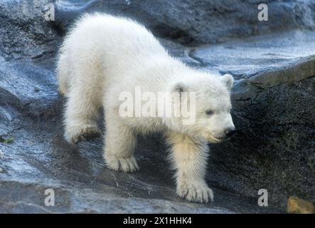 Un ourson polaire explore son enclos extérieur lors de sa première apparition publique au zoo Schoenbrunn de Vienne, Autriche, le 13 février 2020. L'ourson encore anonyme est né le 9 novembre 2019. - 20200213 PD1771 - Rechteinfo : droits gérés (RM) Banque D'Images