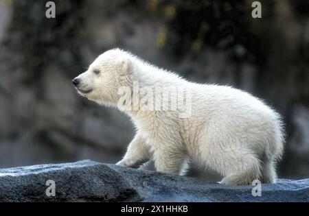 Un ourson polaire explore son enclos extérieur lors de sa première apparition publique au zoo Schoenbrunn de Vienne, Autriche, le 13 février 2020. L'ourson encore anonyme est né le 9 novembre 2019. - 20200213 PD1820 - Rechteinfo : droits gérés (RM) Banque D'Images