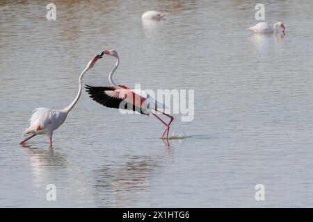 Cour du flamant rose (Phoenicopterus roseus) dans le parc naturel d'El Hondo, Crevillente, Espagne Banque D'Images