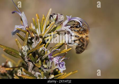 Apis mellifera abeille sur fleur de romarin (Salvia rosmarinus), Alcoy, Espagne Banque D'Images