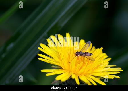 mouche planante syrphus ribesii, sur pissenlit jaune taraxacum officinale, guêpe plus plate comme jaune et noir corps rayé foncé thorax ailes claires yeux bruns Banque D'Images