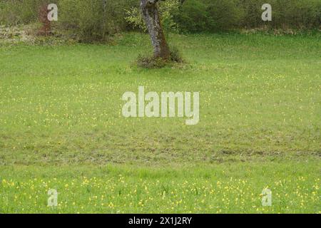 Prairie verte pleine de cowslips jaunes au bord de la forêt au printemps. Banque D'Images