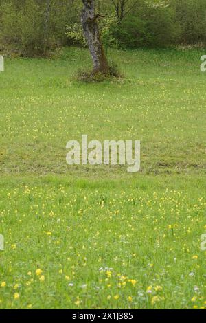 Prairie verte pleine de cowslips jaunes au bord de la forêt au printemps. Vue verticale. Banque D'Images